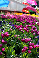 Spring Flower Show at Phipps Conservatory