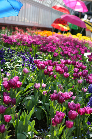 Spring Flower Show at Phipps Conservatory